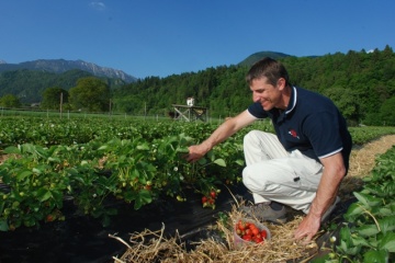 Maks Vrečko nasad jagod