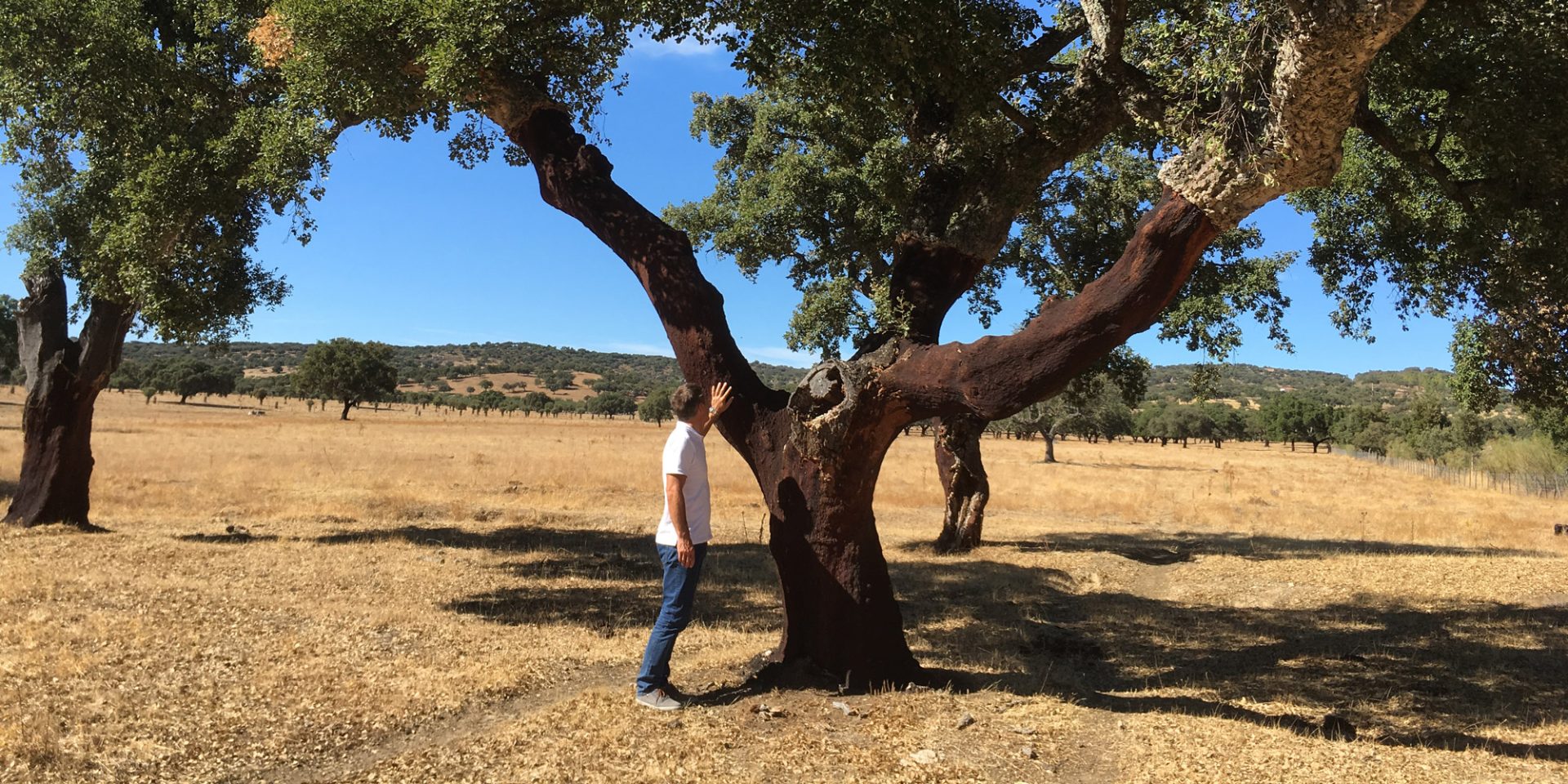 Maks Vrecko and cork tree
